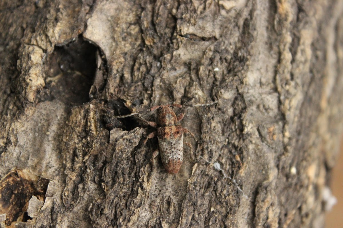 Long-Horned beetle