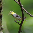 Black-throated Green Warbler (female)