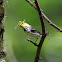 Black-throated Green Warbler (female)