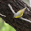 Grey-hooded Warbler