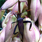 Giant agave bug