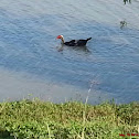 Muscovy Duck