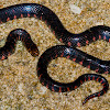 Eastern mud snake.