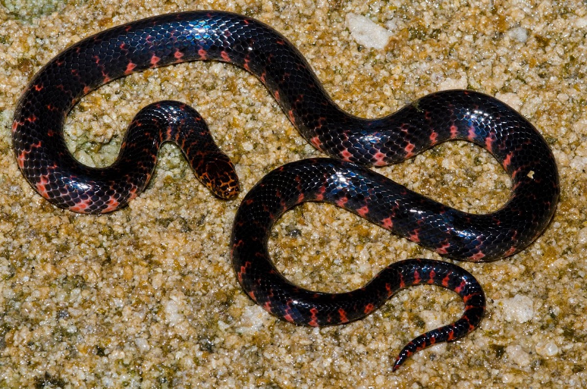 Eastern mud snake.