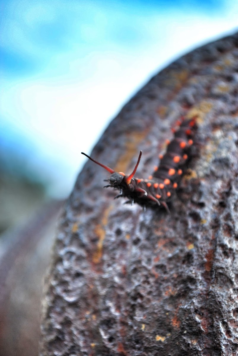 Pipevine Swallowtail caterpillar
