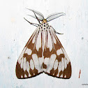 Marbled white moth
