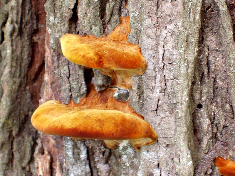 Shaggy bracket fungus