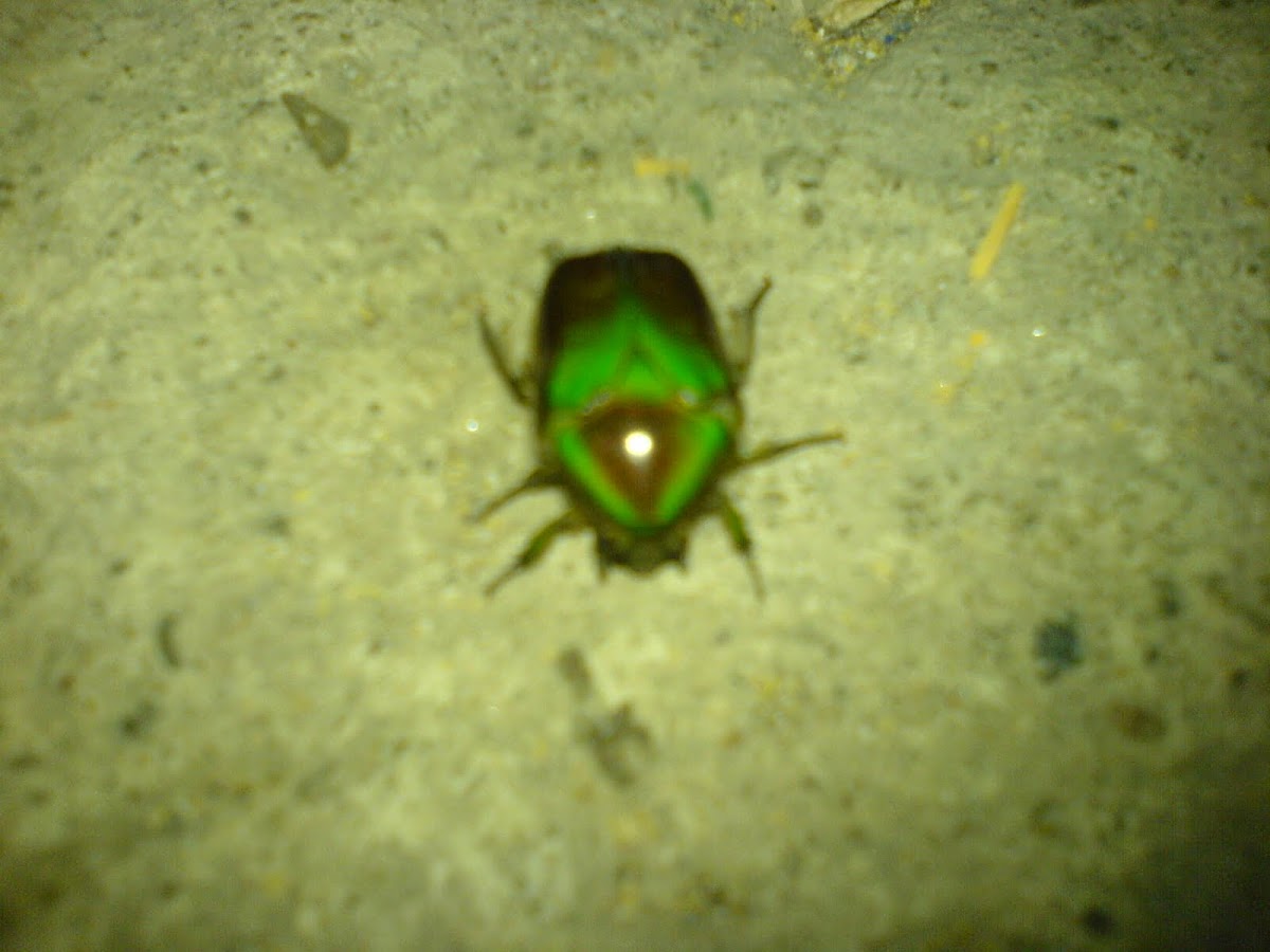 Fruit beetle