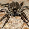 Carolina wolf spider carrying spiderlings