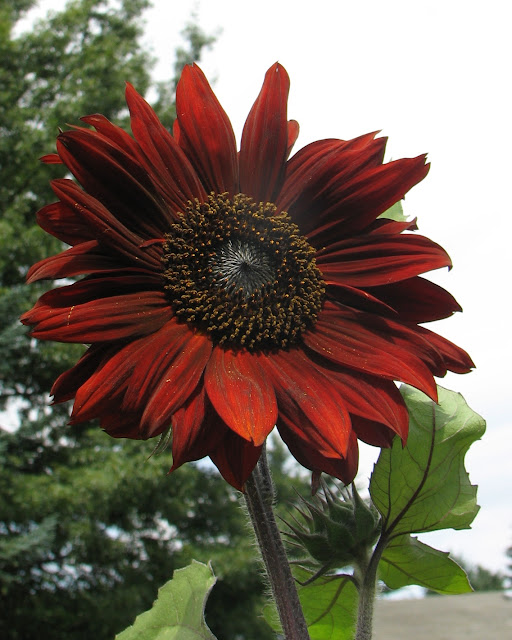 Scarlet Sunflower from my garden