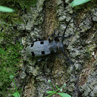 Long Horned Beetle