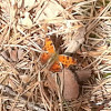 Question mark butterfly  