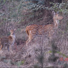 Chital Deer