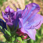 Purple viper's-bugloss