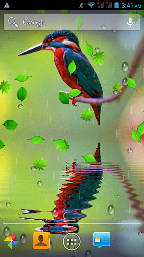 Bird Reflection Live Wallpaper