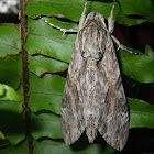 Convolvulus Hawkmoth