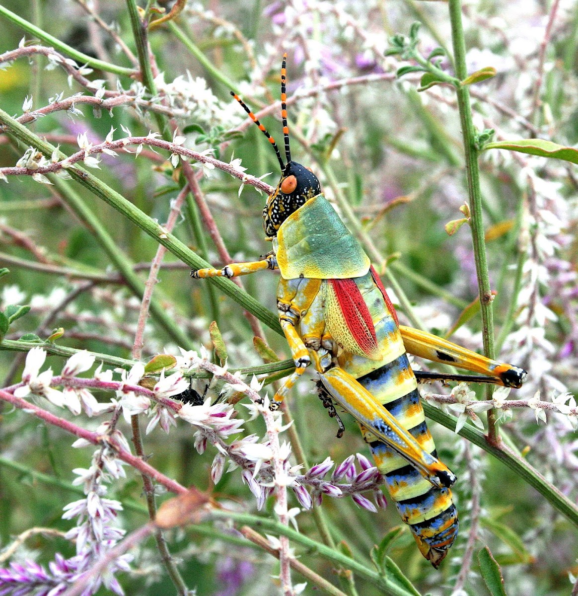Elegant grasshopper