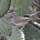 Cactus Wren