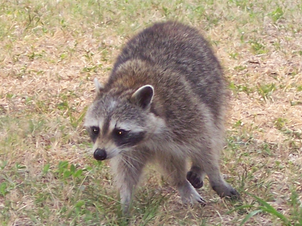 Raccoon / Waschbär