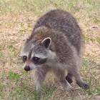 Raccoon / Waschbär