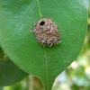 insect nest