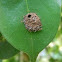 insect nest