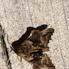 Blind-eyed Sphinx Moth