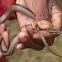 Common Big-eyed Snake