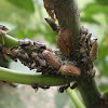 Treehopper