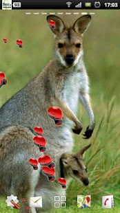 Lastest kangaroo live wallpaper APK for PC