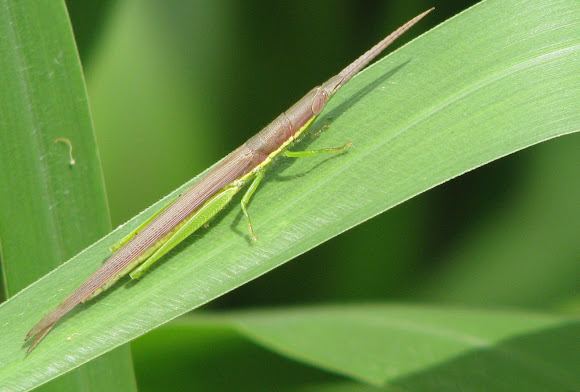 Phasmatidae Project Noah