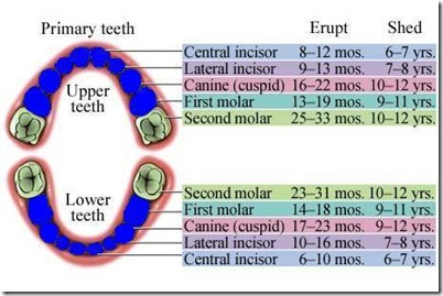 Baby teeth