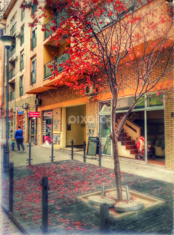 Red autumn in my street by Vladimir Bogovac - City,  Street & Park Street Scenes