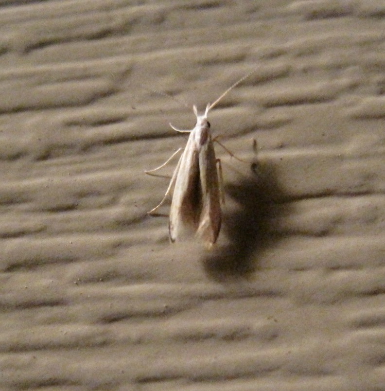 Unknown Micromoth