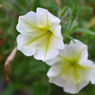 香草菲菲 芳香植物博物館