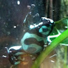 Green Poison Frog