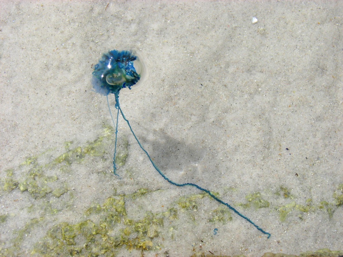 Bluebottle Jellyfish or Portuguese Man of War