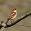 Alcaudón común (Woodchat Shrike)