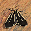 Banded Tiger Moth