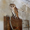 Barn owl