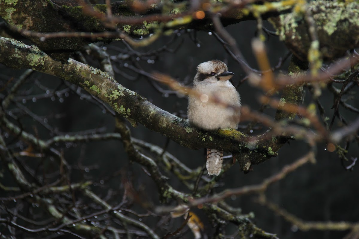 Laughing Kookaburra