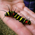 Idea Caterpillar