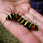 Idea Caterpillar