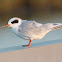 Forster's Tern