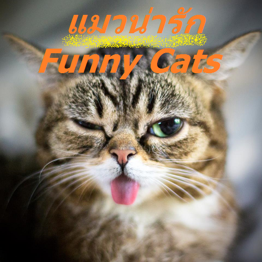 FunnyCats video เเมวน่ารัก