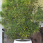 False Aralia Plant - Schefflera Elegantissima