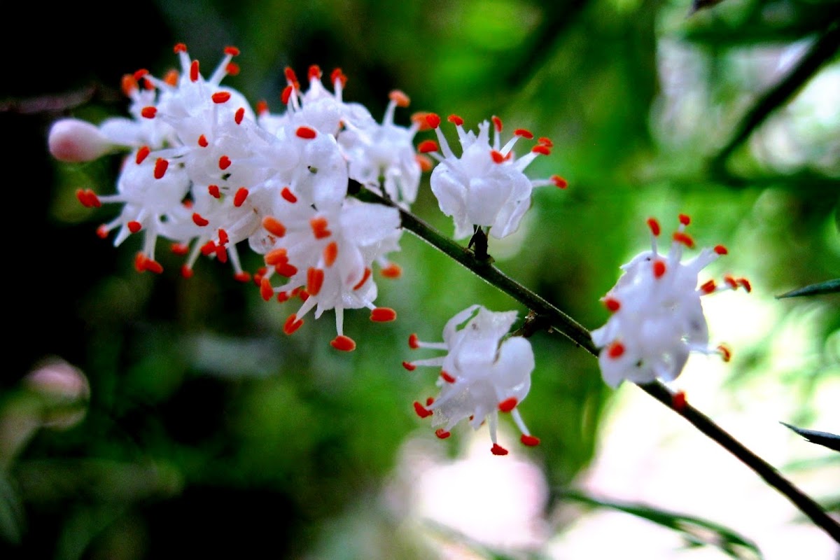 Asparagus Fern Flowers