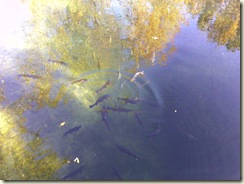 Trout 2