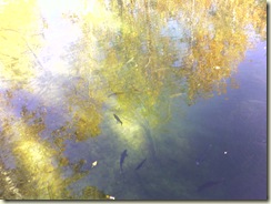 Where's the Trout
