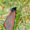 Cinnabar moth; Polilla cinabrio